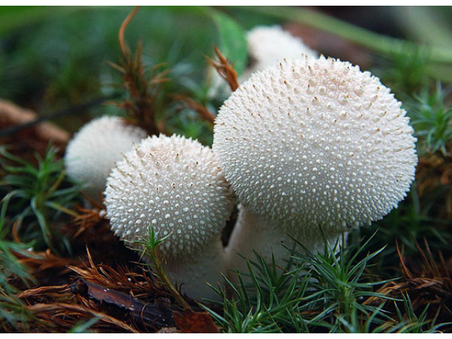 Мицелий Дождевика настоящего / Дождевик шиповатый (Lycoperdon perlatum)